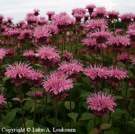 Monarda didyma 'Rosaliina', punavariminttu